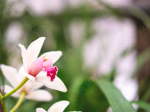 The beautiful flower of orchid with the blurred background for your design.