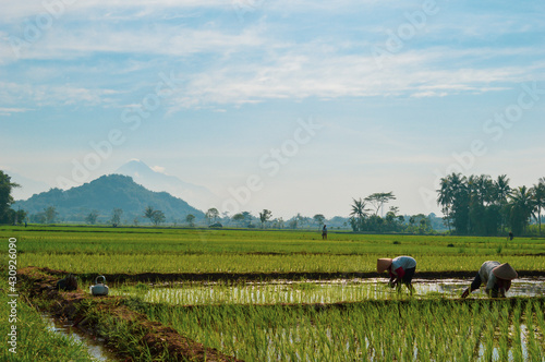farmer working on rice field © boby