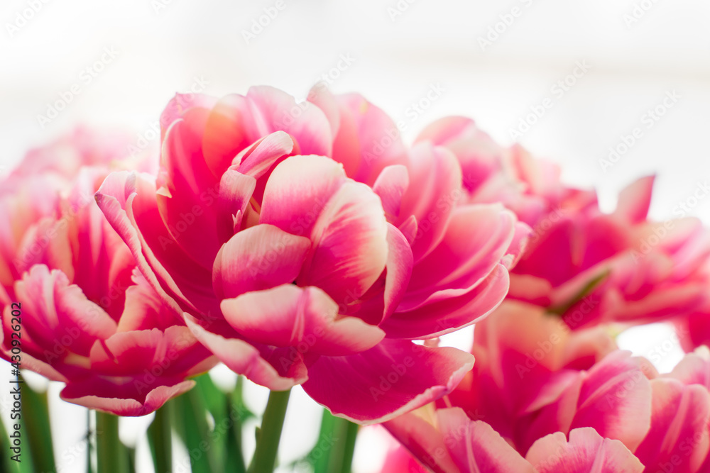 pink terry tulips close-up. floral bright background