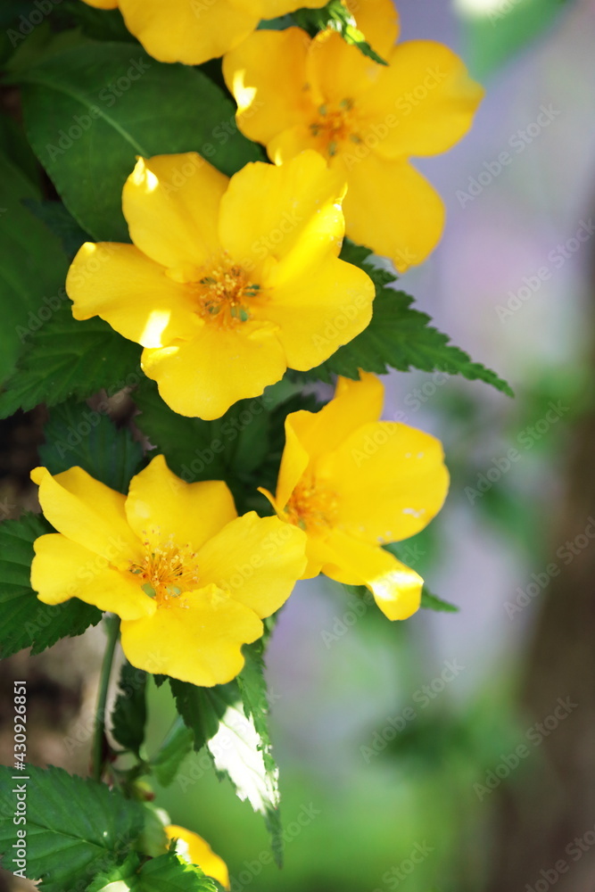 満開のヤマブキ