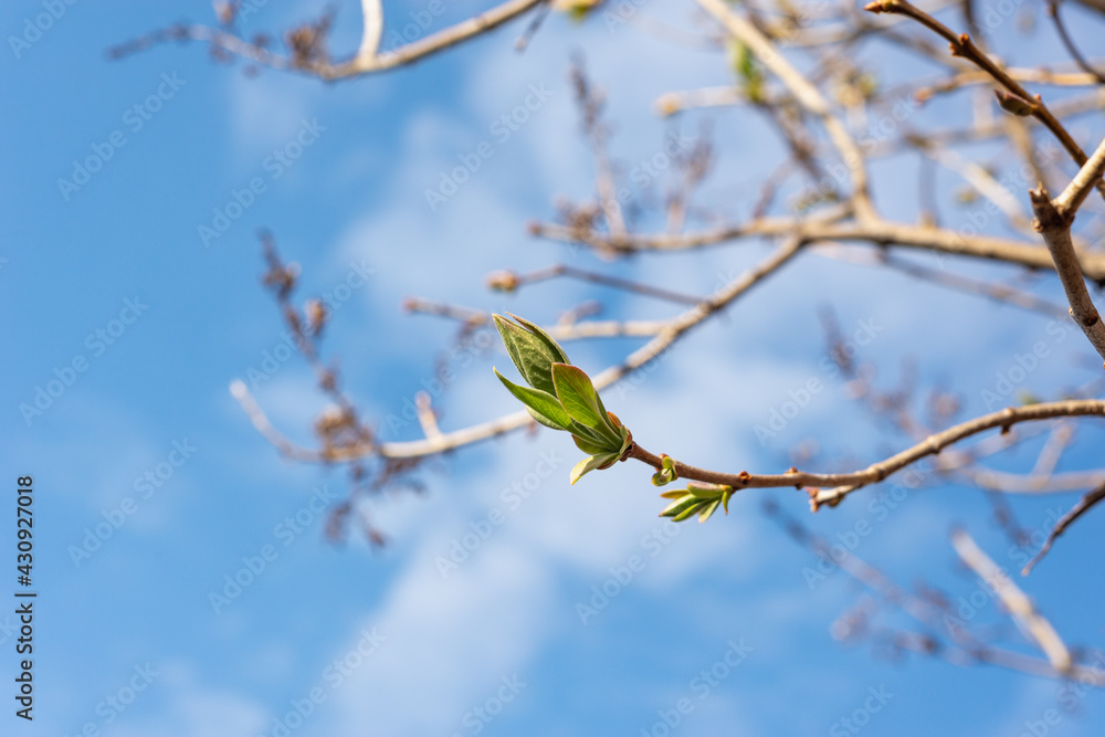 In the spring, new green leaves burst from the buds of the trees. In the spring, new green leaves burst from the buds of the trees.