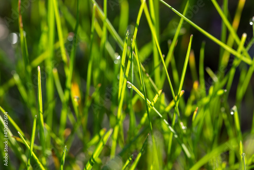 Fresh green grass with drops of fresh morning dew on a blade of grass macro