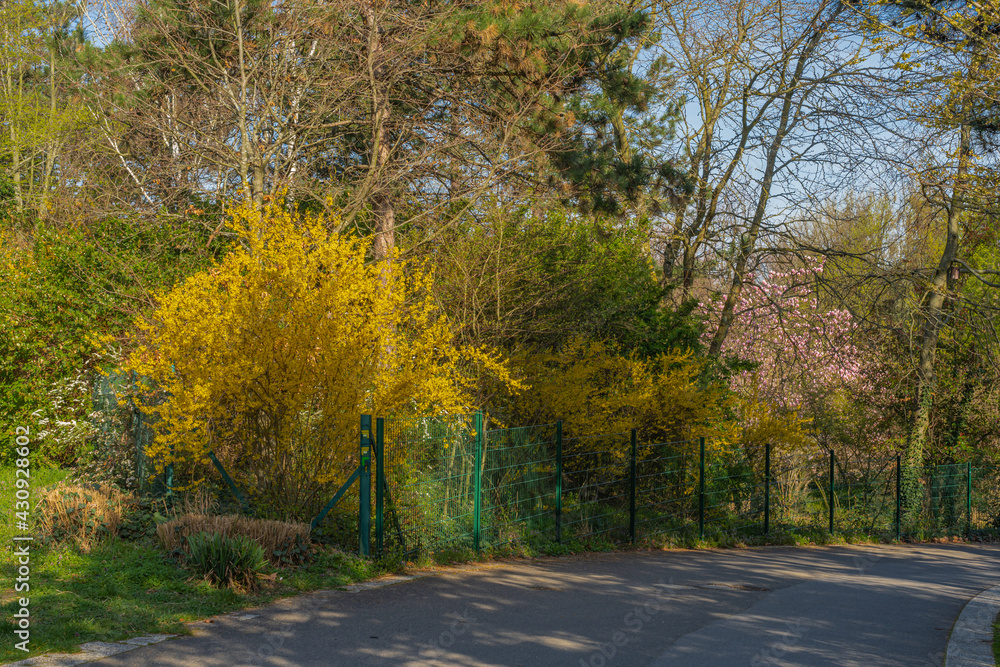 Obraz premium Gennevilliers, France - 03 28 2021: Chanteraines park. Nature in bloom in spring season. View of a yellow tree in bloom in the japanese park