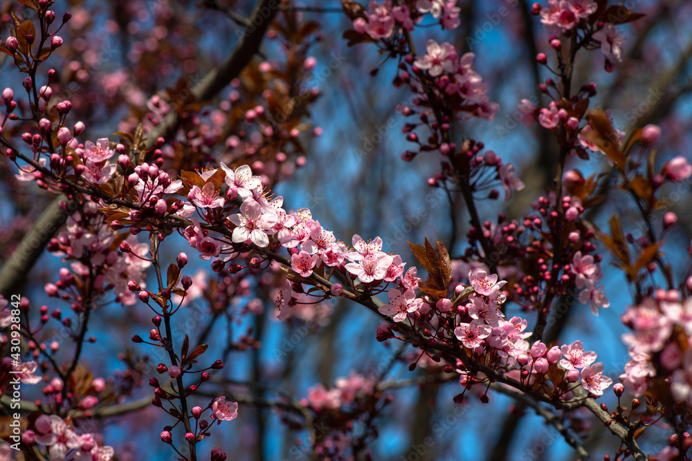 Beautiful spring sakura branches with flowers on a cloudy day macro photography Beautiful spring sakura branches with flowers on a cloudy day macro photography