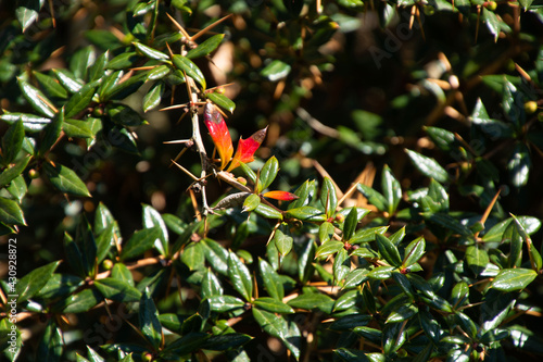 berberis frikartii branches in the spring sun with thorns and spines