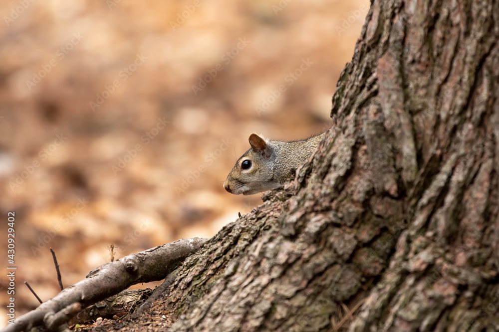 The eastern gray squirrel (Sciurus carolinensis) in the park