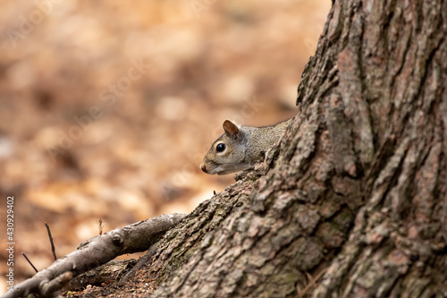 The eastern gray squirrel (Sciurus carolinensis) in the park © karel