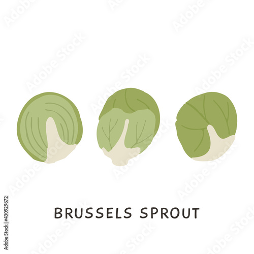 Set of whole and half brussels sprouts vector illustration. Organic vitamin sprout in flat style. Fresh vegetable ingredient for cooking healthy nutrition food isolated on white. Vegetarian diet.
