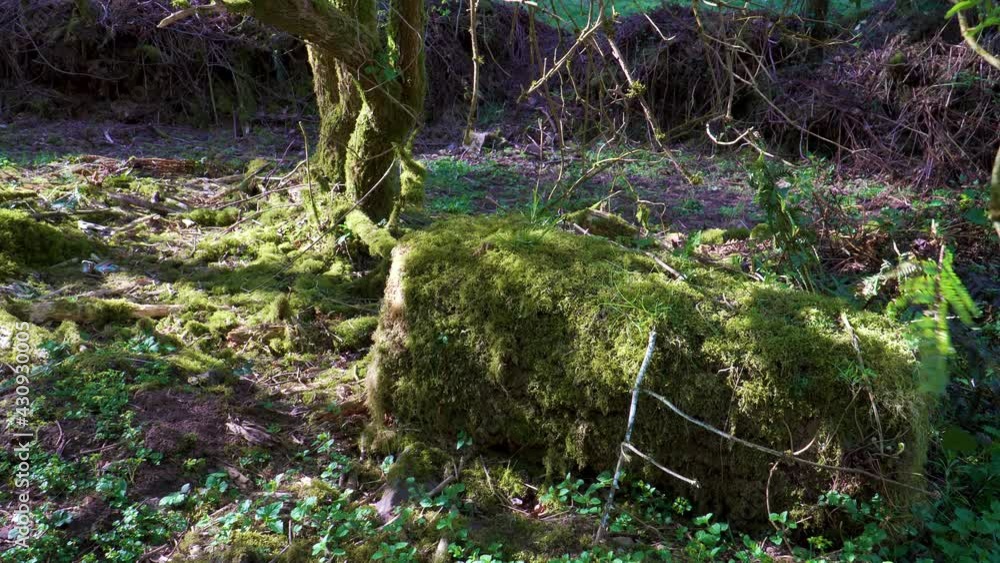 4K rectangular stone full covered of green moss in the middle of the great woods, quantock hills, somerset, England. 4K rectangular stone full covered of green moss in the middle of the great woods, quantock hills, somerset, England.