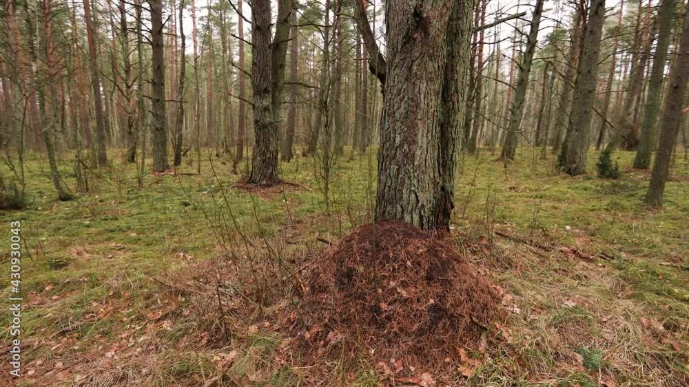 Orbit video shot of anthill near the tree in the forest. Typical Baltic seaside forest in spring time. Orbit video shot of anthill near the tree in the forest. Typical Baltic seaside forest in spring time.