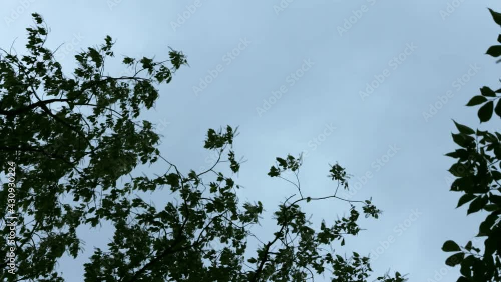 Tree leaves swaying and blowing in the wind with dark cloudy sky behind. Tree leaves swaying and blowing in the wind with dark cloudy sky behind.