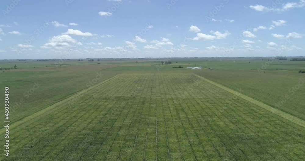 Flight over green agricultural corn field. Beautiful landscape of a corn field. Top view to the green crop field. Flight over green agricultural corn field. Beautiful landscape of a corn field. Top view to the green crop field.