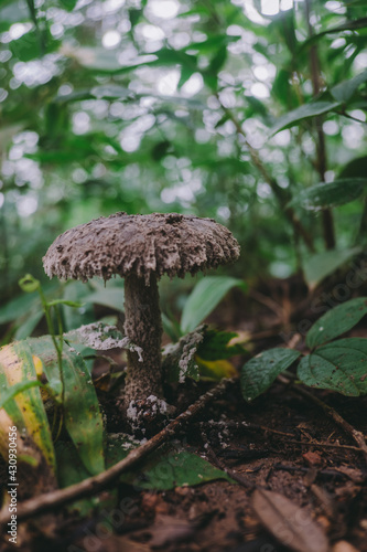 A mushroom that occurs naturally in the forest.