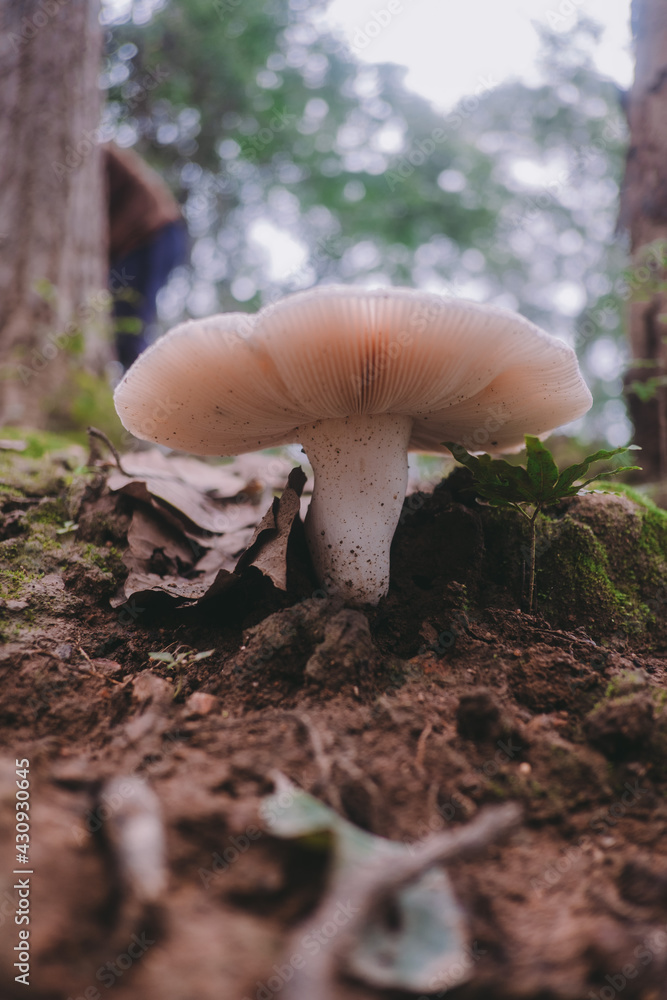 A mushroom that occurs naturally in the forest. A mushroom that occurs naturally in the forest.