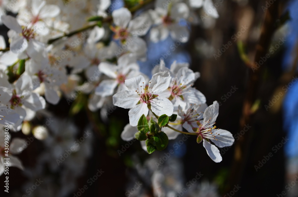 Beautiful blooming cherry plum branches with small white flowers in spring or Easter time