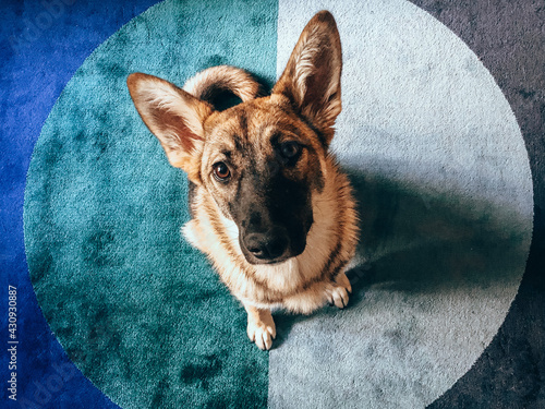 portrait of a dog