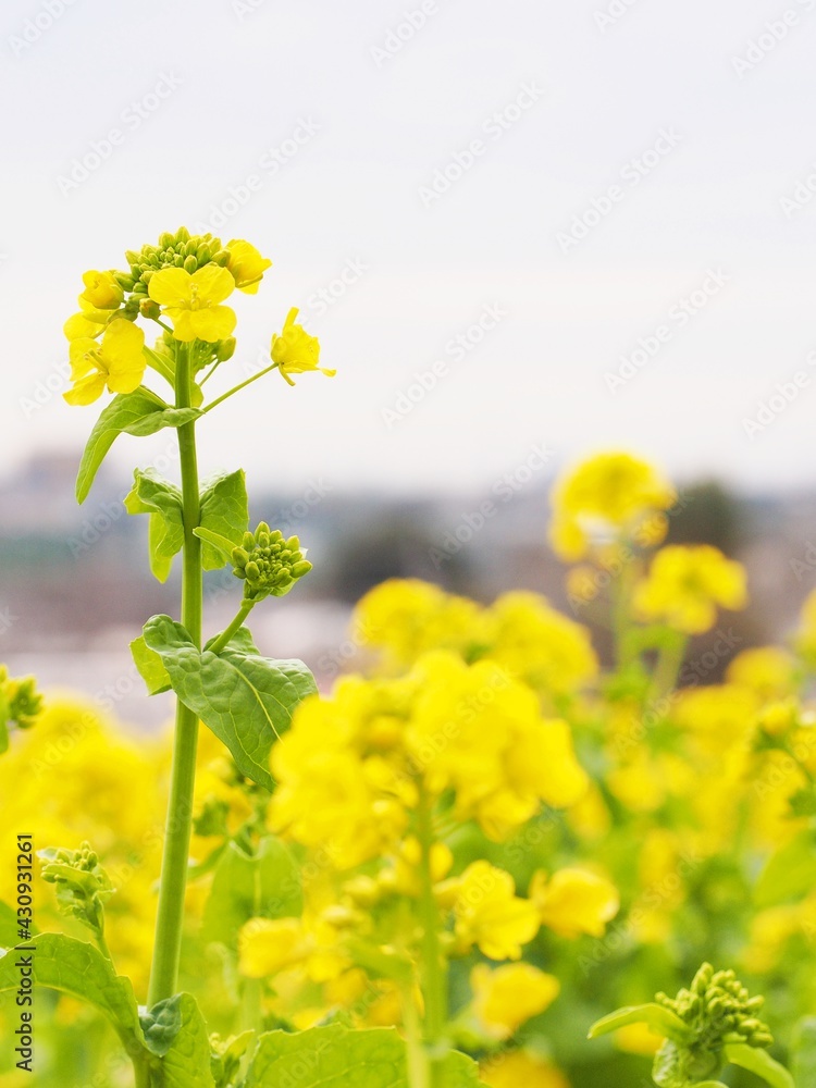 Obraz premium 春の訪れを告げる菜の花