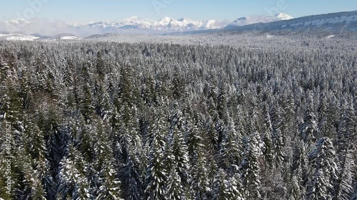 Survol en drone d'une forêt enneigée des Bauges avec les Alpes et le Mont Blanc en arrière plan, France