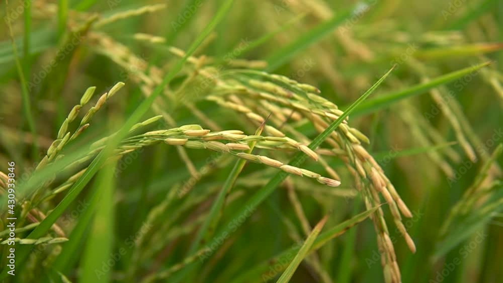 Thailand Rice Crops and Paddy fields Thailand Rice Crops and Paddy fields
