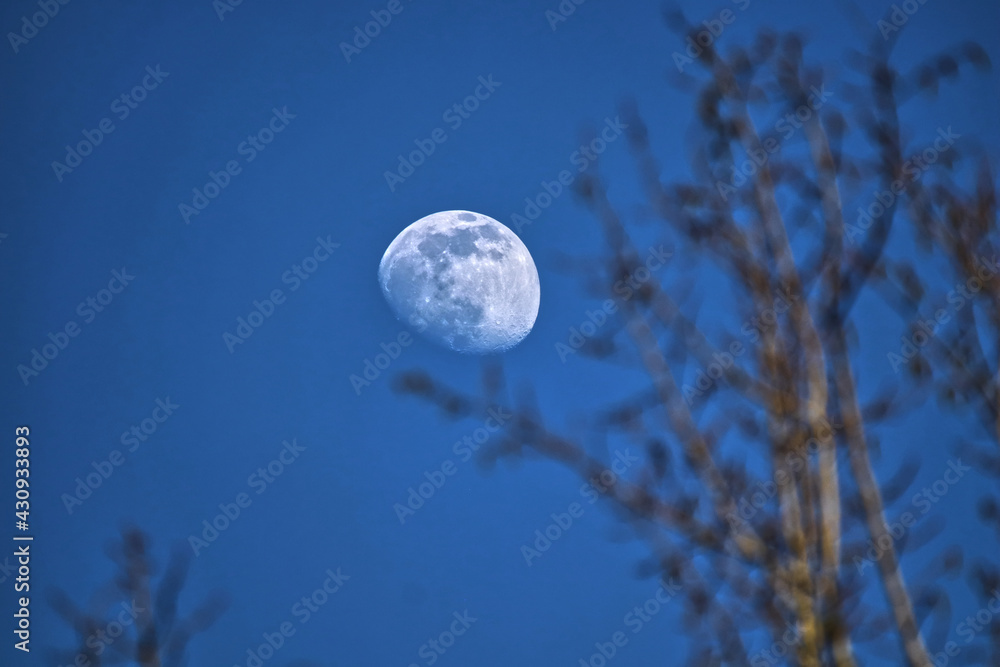 Fototapeta premium scenic view of the moon behind twigs and branches