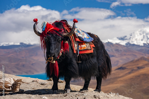 Domesticated Yak - Gampa High Pass - Tibet photo