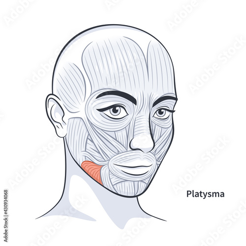 Platysma. Facial muscles of the female. Detailed bright anatomy isolated on a white background vector illustration photo