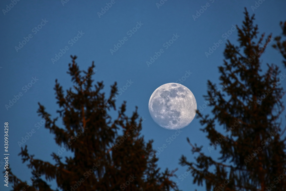 Naklejka premium scenic view of the moon behind twigs and branches