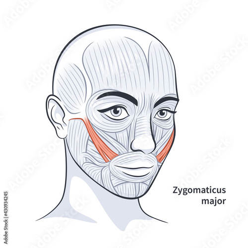 Facial muscles of the female. Detailed bright anatomy isolated on a white background vector illustration