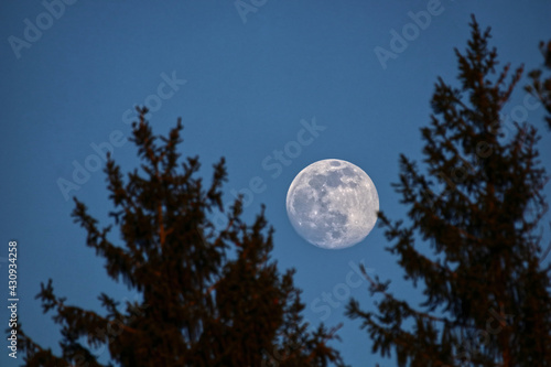 scenic view of the moon behind twigs and branches