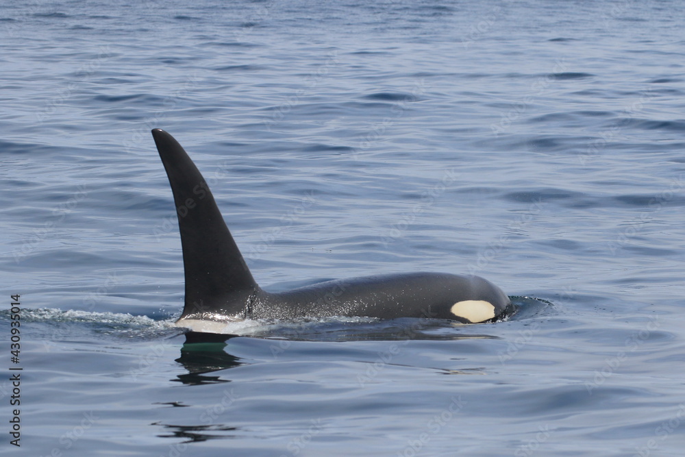 Fototapeta premium 知床の海に回遊する野生のシャチ（北海道羅臼沖）
