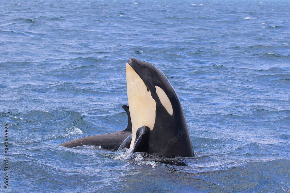 Obraz premium 知床の海に回遊する野生のシャチ（北海道羅臼沖）