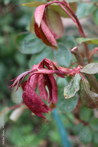 Close-up of  Rose bush leaves damaged by frost in the garden on springtime