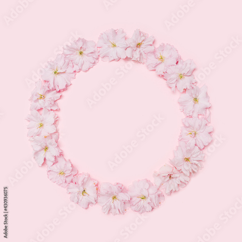 A circle shaped frame created of Japanese cherry blossom with creative copy space. Flat lay arrangement on the baby pink background. © DPA