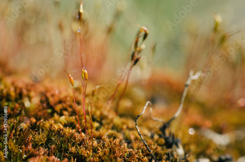 BLOOMING MOSS - A forest glade in the rays of the sun 