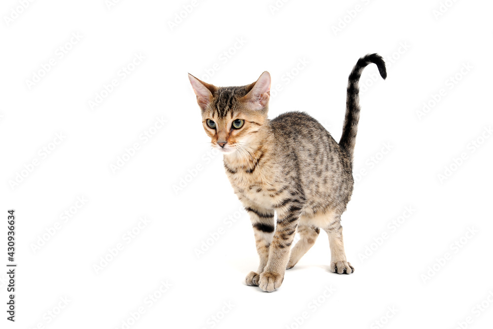 Fototapeta premium A purebred smooth-haired cat stands on a white background