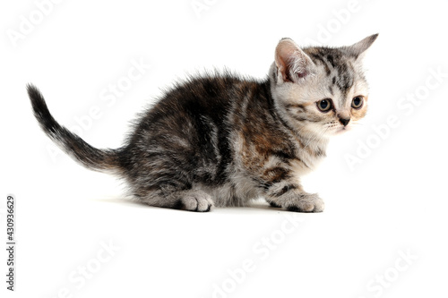 Wallpaper Mural a striped purebred kitten sits on a white background Torontodigital.ca