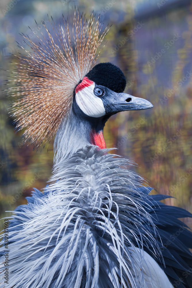 Fototapeta premium Several angry eyes of a blue bird with a golden crest Black crowned crane close-up blue feathers fluttering