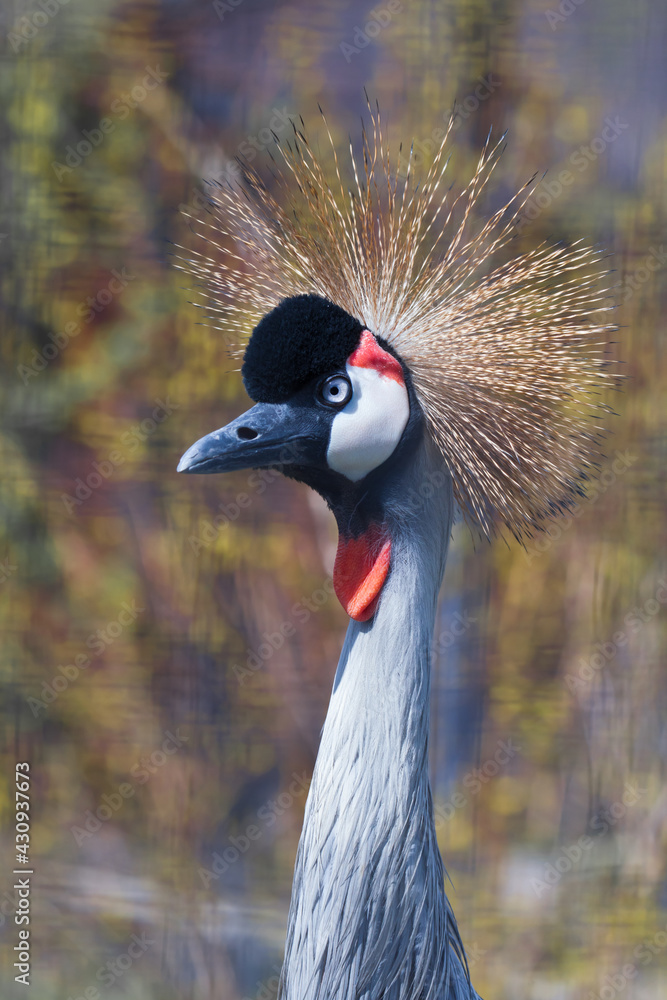 Fototapeta premium Calm gaze of arrogant beauty Black crowned crane with golden crown, head and neck