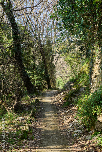 Footpath in a wood in Recco, Liguria, Italy
