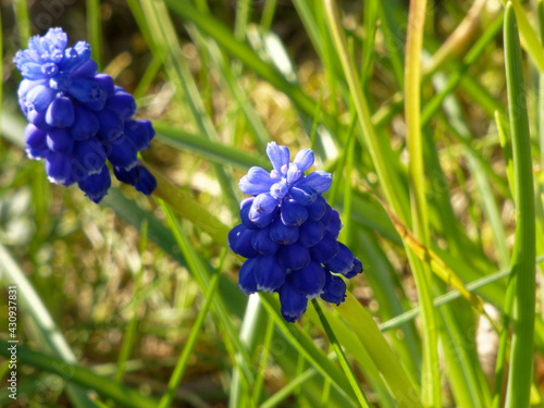 Niebieska roślina przypominająca jagody, bokeh zrobiony specjalnie