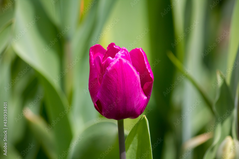 Purple tulip bud close-up. In the garden.