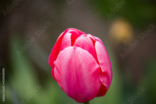 Pink tulip bud close-up. In the garden.