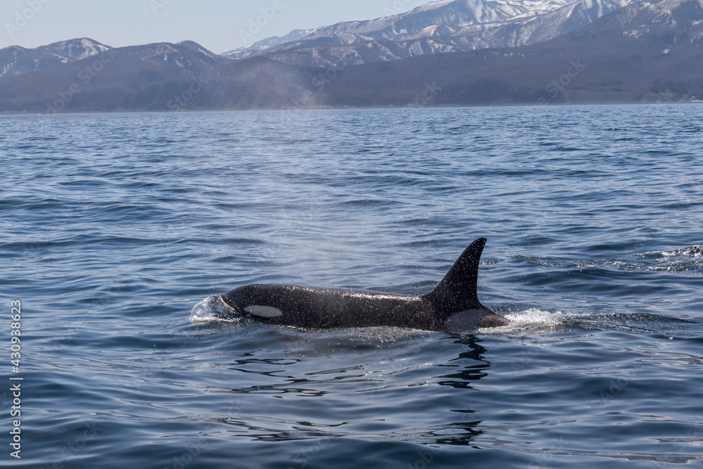 Fototapeta premium 知床の海に回遊する野生のシャチ（北海道羅臼沖）