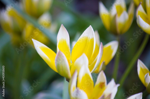 Tulip wild yellow in the garden. Dasystemon.