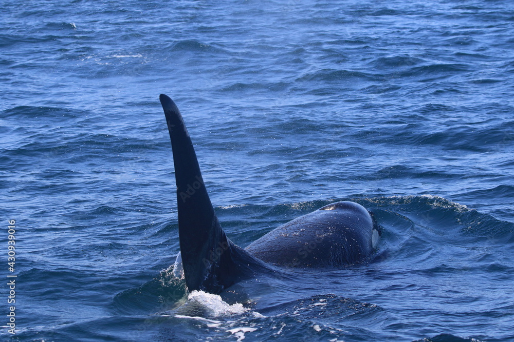Fototapeta premium 知床の海に回遊する野生のシャチ（北海道羅臼沖）