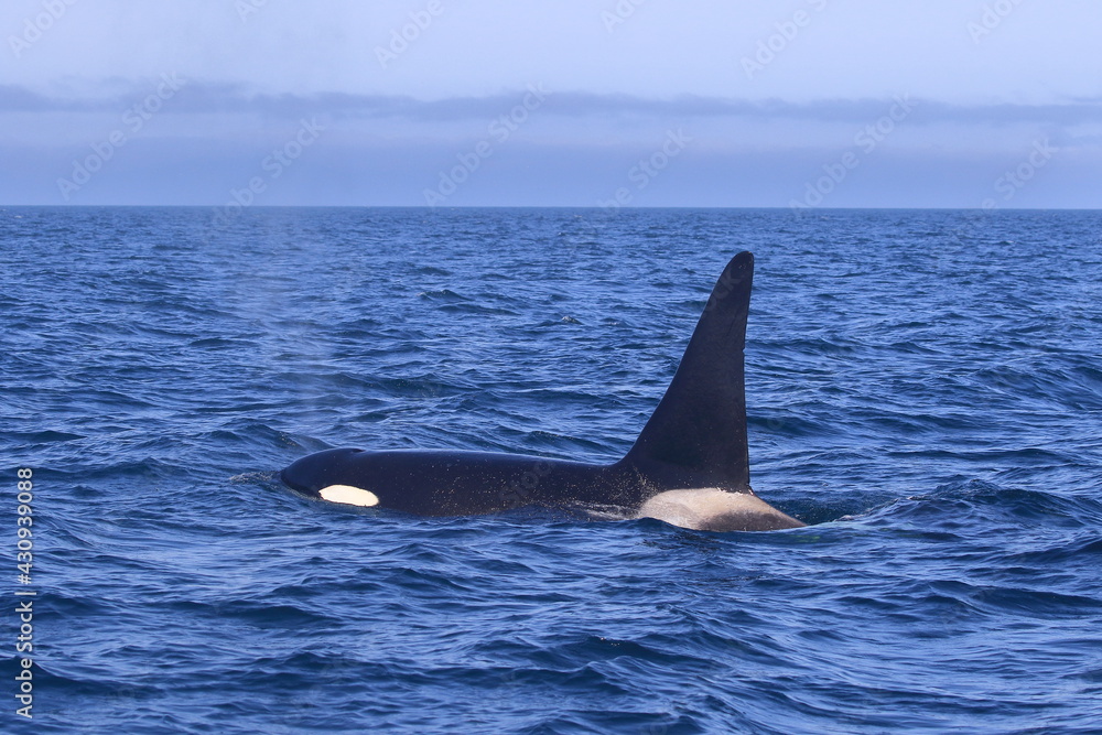 Naklejka premium 知床の海に回遊する野生のシャチ(北海道羅臼沖)