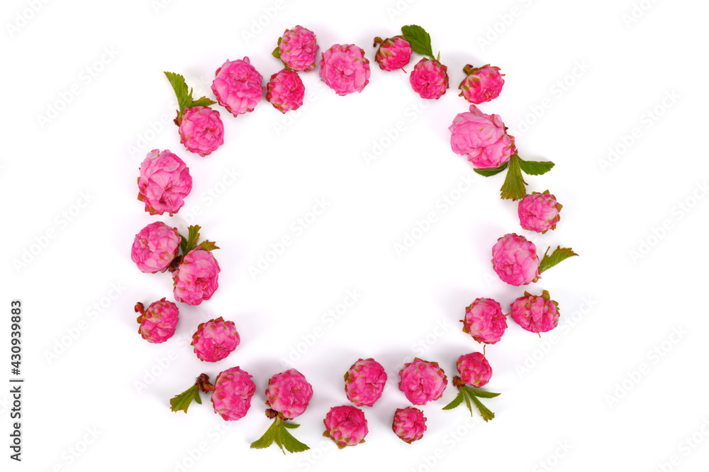 pink ornamental almond flowers lie in a circle on a white isolated background