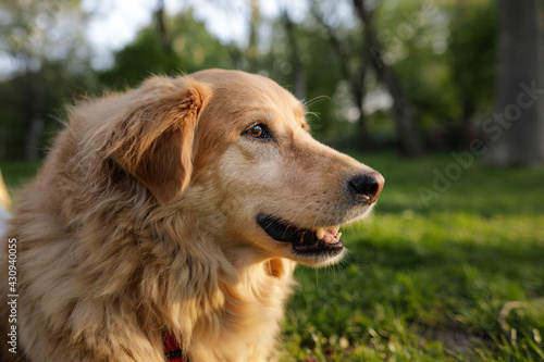Portrait of an old golden retriever female dog.