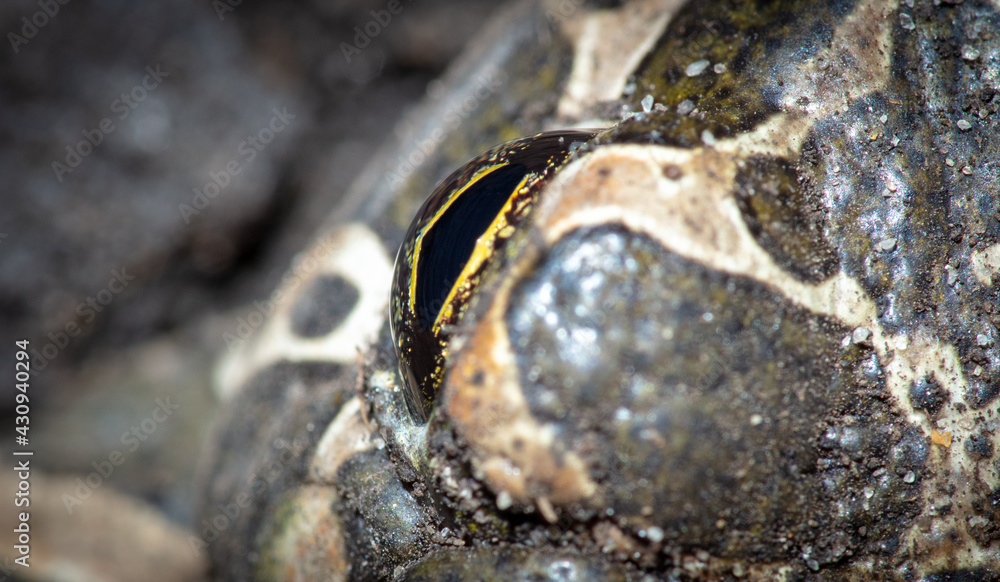 Close-up of a toad's eye.