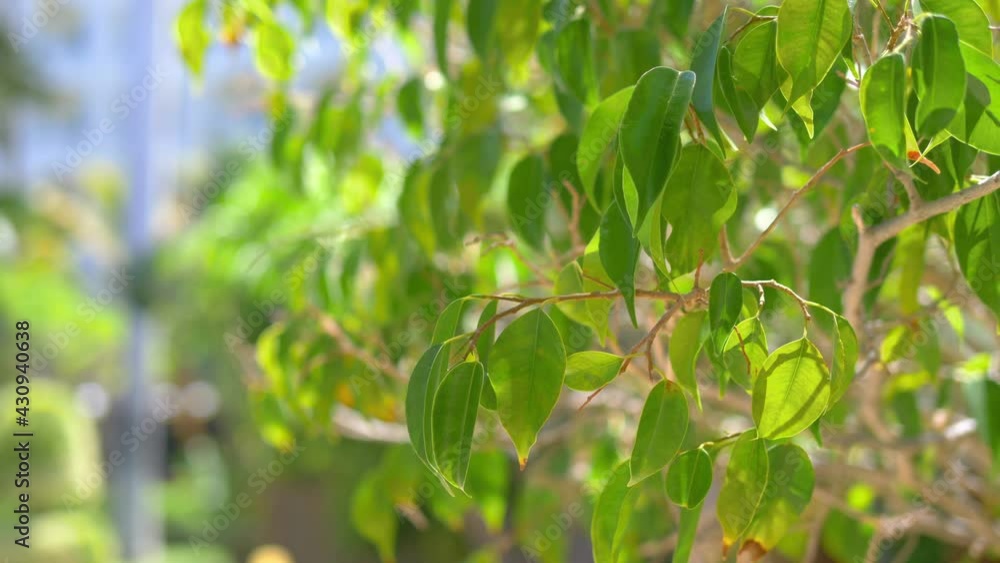 Green leaves swinging in the wind in 4k slow motion 60fps Green leaves swinging in the wind in 4k slow motion 60fps